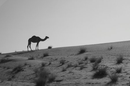 Kameel in de Wahiba Sands