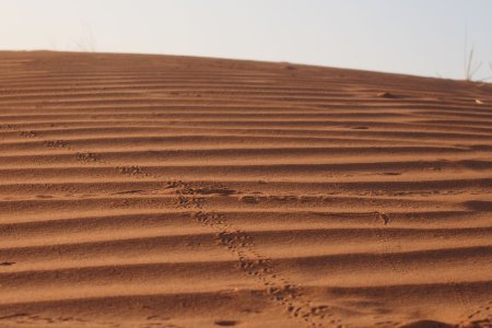 Zandduin, Wahiba Sands