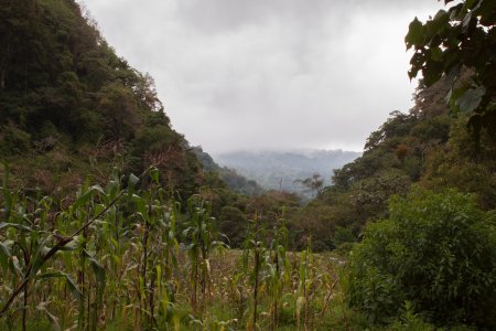 De cloud forest doet z&#039;n naam eer aan