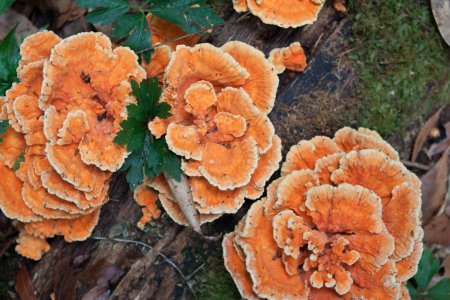 Paddestoelen in de cloud forest