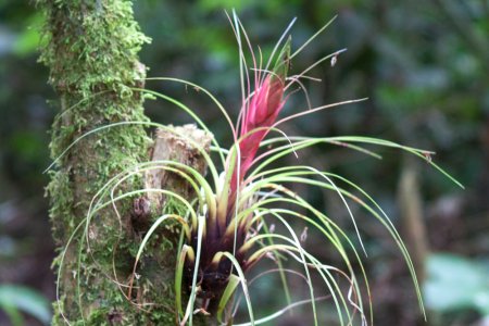 Deze bromelia&#039;s groeien overal in de bomen