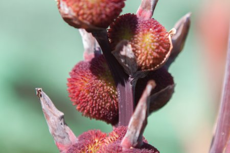 Bijzondere bloemen in de orchideen tuin