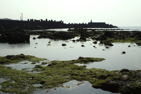 Zeewiervelden liggen bij eb bloot