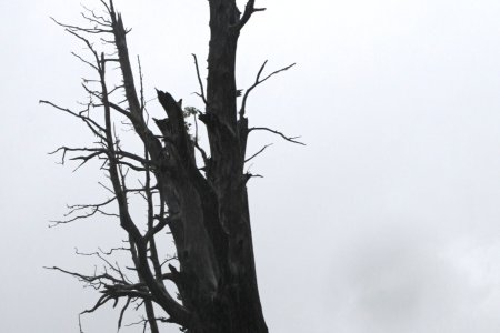 Dramatische dode bomen in Yushan National Park