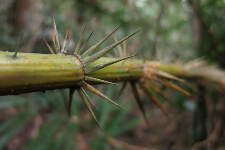 Gemene stekels in de jungle