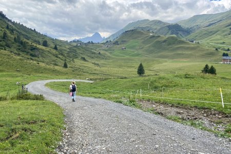 Alles is mooi groen in de zomer