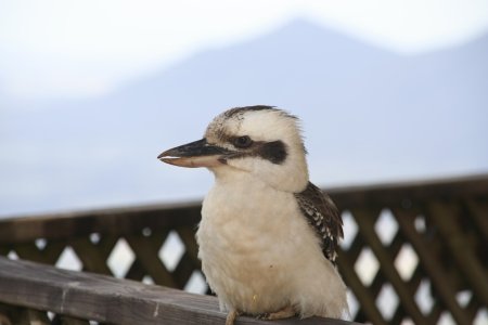 Kookaburra, een strandvogel 