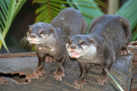 2 hongerige ottertjes