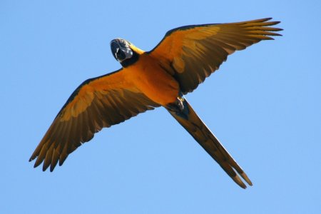 Papegaai in vlucht