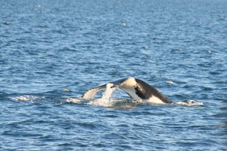 Humpback (bultrug walvis)