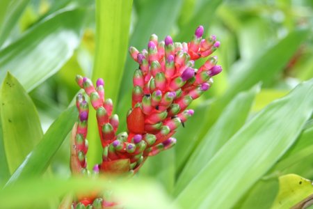 Garden of the Sleeping Giant
