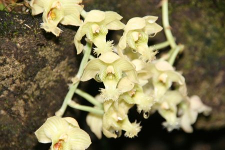 Orchide, Garden of the Sleeping Giant
