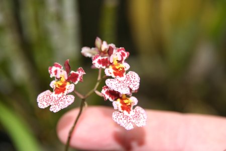 Orchide, Garden of the Sleeping Giant