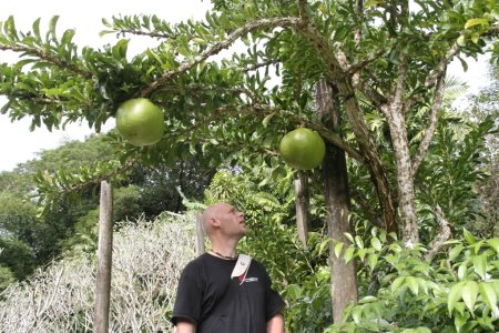 Twee kale bollen, garden of the sleeping giant