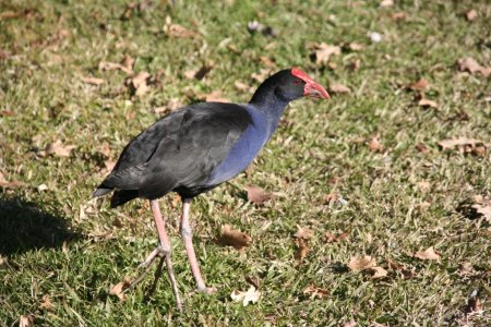 Aparte vogel, deze Pukeko