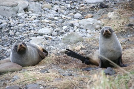 Fur seals