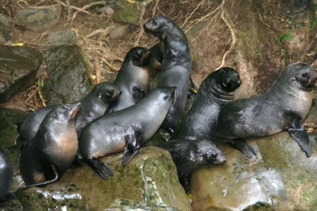 Nieuw Zeeland 25-28 juni