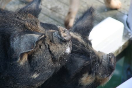 Deze 2 varkens kwamen aangerend toen de postboot aan kwam varen