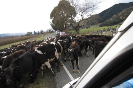 Nieuwsgierige kalfjes op de weg