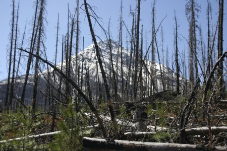 Na een bosbrand in Kootenay National Park