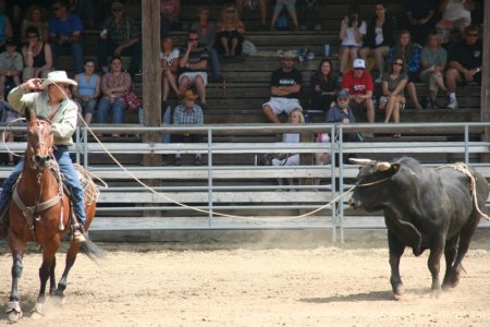 Cowboy vangt stier