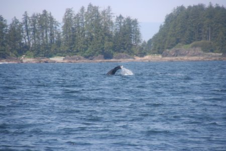 Grey Whale 2 van 4