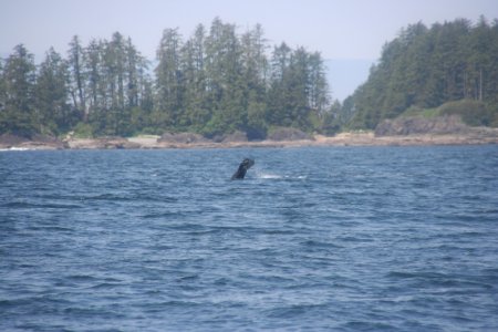 Grey Whale 3 van 4