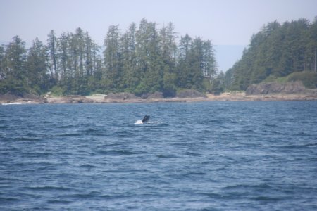 Grey Whale 4 van 4