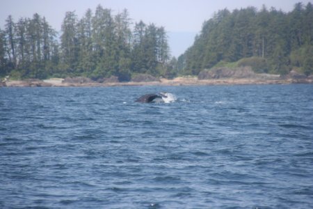 Grey Whale 1 van 4