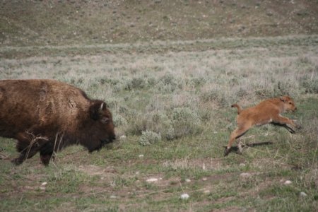 Bison met kleintjes