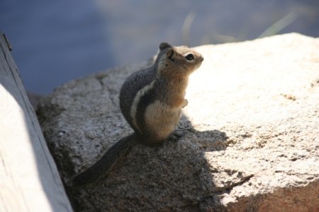 Een squirrel (eekhoorntje)