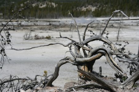 Dode boom in Mid Basin