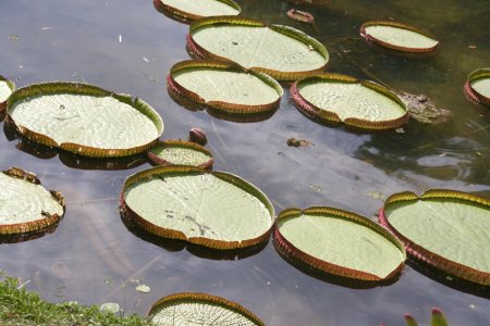Waterlelie bladen van een meter doorsnede