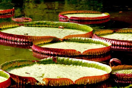 Groen rode waterlelie bladen in een vijver van de botanische tuin