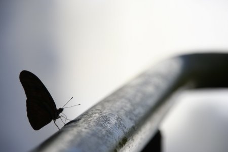 Er vliegen veel vlinders rond in de jungle