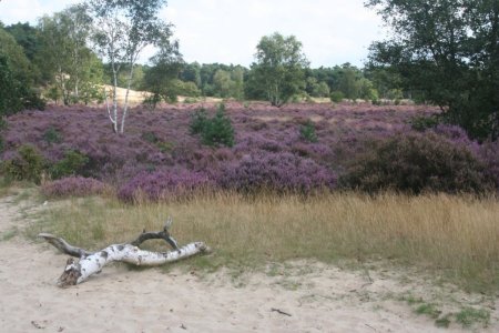 biesbos8