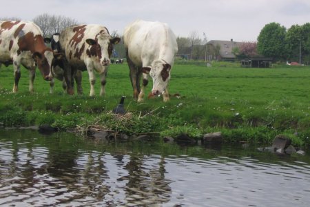 koninginnendag7