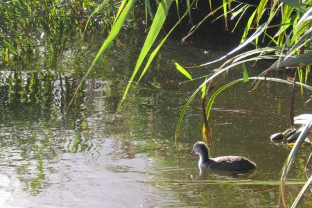 Vlotkamperen 2004